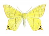 Illustration of Swallow-tailed Moth (Ourapteryx sambucaria) (#2043)
