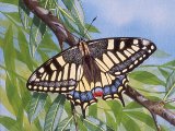 Illustration of Swallowtail Butterfly ( Papilio machaon) (#3338)