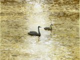 Illustration of Whooper Swans on Golden Water (#4023)