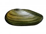 Illustration of Swan Mussel (Anodonta cygnea) (#1651)