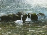 Illustration of Swans and Rocks (#4063)