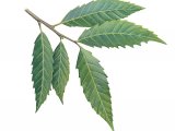 Illustration of Sweet Chestnut Leaves (Castanea sativa) (#2787)