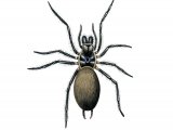 Illustration of Sydney funnel-web spider (Atrax robustu).jpg (#2752)