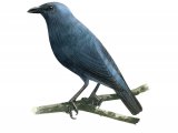Illustration of Tanimbar Starling (Aplonis crassa) adult (#2229)