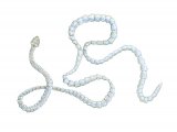 Illustration of Tapeworm (#2066)