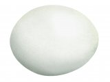 Illustration of Tawny Owl egg (Strix aluco) (#2423)
