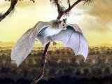 Illustration of Tent-building Bat (Uroderma bilobatum) (#1098)