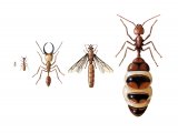 Illustration of Termite Workers, Soldier, Drone & Queen (#2205)