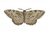 Illustration of The Engrailed (Ectropis bistortata) (#2464)