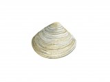 Illustration of Thick Trough Shell (Spisula solida) (#0782)