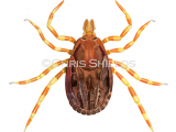 Illustration of Tick (Hyalomma ssp.) (#4656)