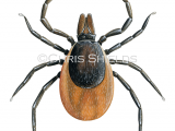 Illustration of Tick (ixodes spp.) (#4658)