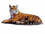 Illustration of Tiger (bengal) Panthera tigris tigris (#2230)