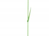 Illustration of Timothy Grass (Phleum pratense)  (#2273)