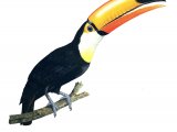 Illustration of Toco Toucan (Ramphastos toco) (#1675)