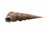 Illustration of Tower Shell (Turritella communis) (#1893)