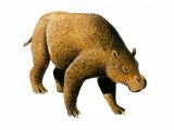 Illustration of Toxodon (#0659)