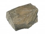 Illustration of Tree Leaf Fossil (angiosperm) Platanus (#0467)