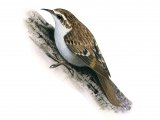 Illustration of Treecreeper (Certhia familiaris) (#0825)