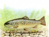 Illustration of Trout (Brown) Salmo trutta (#0194)