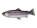 Illustration of Trout (Rainbow) Salmo gairdne (#2691)