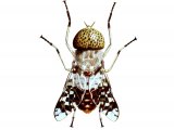 Illustration of Tsetse Fly (Glossina Spp.) (male) (#1343)