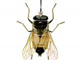 Illustration of Tsetse Fly (Glossina tabaniformis?) (#1628)
