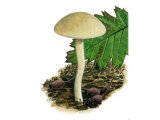 Illustration of Tubaria dipersa (#3628)