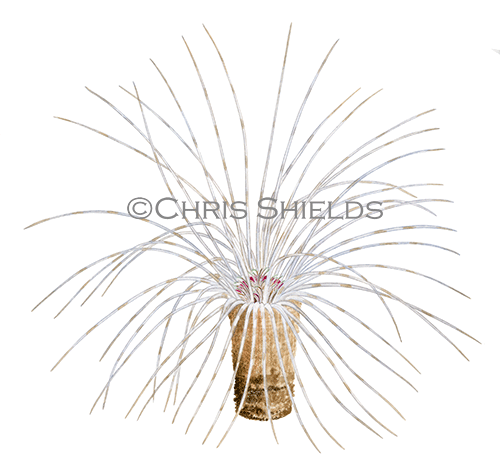 Illustration of Tube Anemone (Cerianthus lloydii) (#4621)