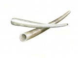 Illustration of Tusk Shell (Dentalium vulgare) (#0749)