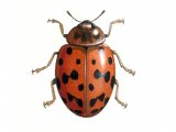 Illustration of Twentyfour-spot ladybird (Subcoccinella 24-punctata) (#0913)