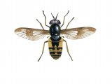 Illustration of Twin-lobed Deerfly (Chrysops relictus) (#2534)