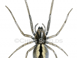 Illustration of Two-clawed Hunting Spider (cheiracanthium erraticum) (#4706)