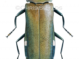 Illustration of Two-spotted Oak Borer (Agrilus biguttatus) (#4724)