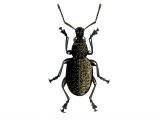 Illustration of Vine Weevil (Otiorhynchus sulcatus) (#1442)