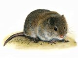 Illustration of Vole (Common) Microtus arvalis (#0235)