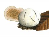 Illustration of Wakefieldia macrospora (#1970)