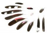 Illustration of Wall Creeper feathers (Tichodroma muraria) (#2953)