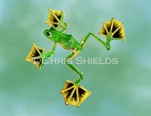 Illustration of Wallace's Flying Frog (Rhacophorus nigropalmatus) (#4527)