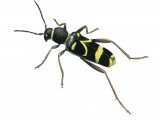 Illustration of Wasp Beetle (Clytus arietis) (#4079)