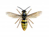 Illustration of Common Wasp female (Vespula vugaris) (#0397)