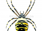Illustration of Wasp Spider female (Argiope bruennichi) (#1222)