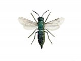 Illustration of Wasp (Trichrysis cyanea) (#3146)