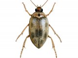 Illustration of Water Beetle (Haliplus lineatocollis) (#2846)