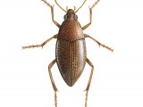 Illustration of Water Beetle (Haliplus ruricollis) (#3452)