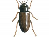 Illustration of Water Beetle (Helophorus grandis) (#3437)