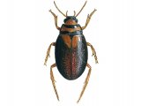 Illustration of Water Beetle (Hygrobia herrmanni) (#3432)