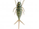 Illustration of Water Beetle Larvae (Hygrobia herrmanni) (#3434)