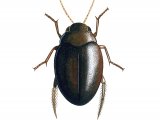 Illustration of Water Beetle (Hyphydrus ovatus) (#3448)