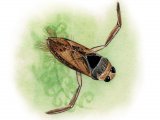 Illustration of Water Boatman (Notonecta glauca) (#2111)